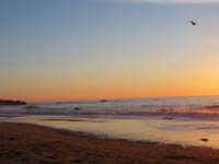 zzgarrapatasunsetbird2