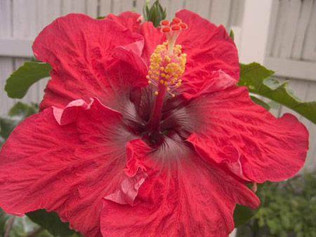 zhibiscus