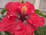 zhibiscus